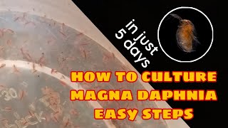 How to Culture Magna Daphnia Easily [upl. by Nathaniel226]