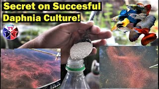 How to Culture Daphnia Successfully [upl. by Perrins442]