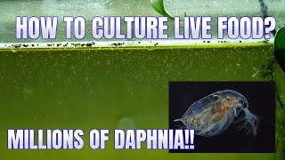 How to Culture Daphnia Secret Method to Breed MILLIONS  Simply Aquatic [upl. by Nosmoht]