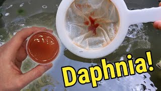 How I Culture Daphnia In Outdoor Tubs [upl. by Tayib]