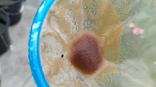 How to culture daphnia moina in a small container Part 1 English Subtitle [upl. by Avery887]