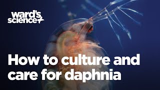 How to Culture and Care for Daphnia [upl. by Landon455]