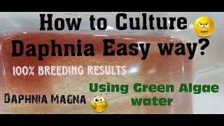 Daphnia MagnaHow to Culture Daphnia Easy wayCulturing Daphnia using Green water Daphnia [upl. by Nirehs]