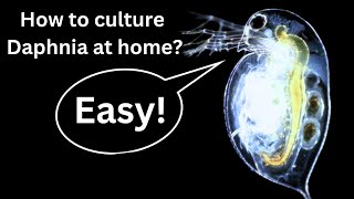 BEST Live Fish Food Beginner guide How to Culture Daphnia at home [upl. by Eppesuig]