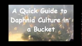 How to culture daphnia outside [upl. by Eppes336]