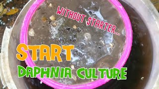 How to culture daphnia moina the easy way 1  Starting the Daphnia culture [upl. by Hildegarde]