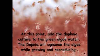 Daphnia  How to grow daphnia in your home [upl. by Giess]