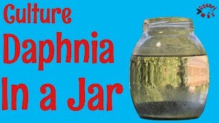 How to Culture Daphnia in a Jar [upl. by Lanie]