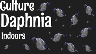 How to Culture Daphnia [upl. by Einberger249]