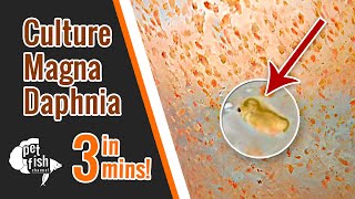 How to culture DAPHNIA MAGNA  The easy way [upl. by Winifred]