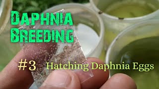 Daphnia Culture made simple and easy 3  Hatching Daphnia eggs [upl. by Stutman]