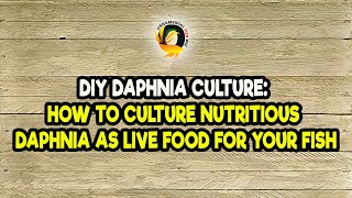 DIY Daphnia Culture How to Culture Nutritious Daphnia as Live Food for Your Fish [upl. by Siari]