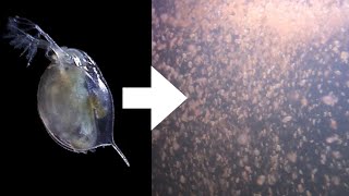 How I Culture Daphnia [upl. by Hamitaf]