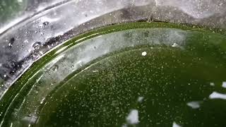 DAPHNIA MOINA CULTURE IN A SMALL BUCKET [upl. by Rosy]