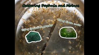 How To Culture Daphnia and Moinas using Green Water Spirulina powder [upl. by Silliw795]