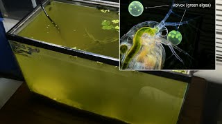 Raising Daphnia for the Freshwater Aquarium [upl. by Lorraine]