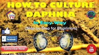 HOW TO CULTURE DAPHNIA In Easy Way [upl. by Collimore765]